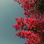 Il Giardino Di Lory