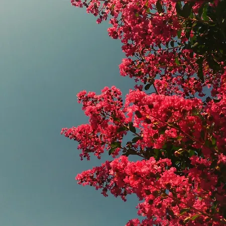 إيل جياردينو دي لوري