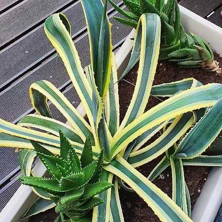 Il Giardino Di Lory * Vercana