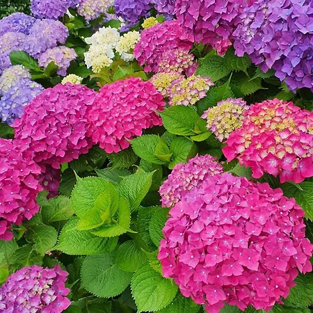 Lägenhet Il Giardino Di Lory *